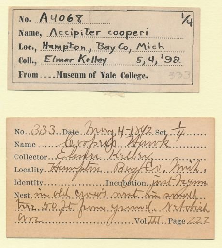 Accipiter cooperii