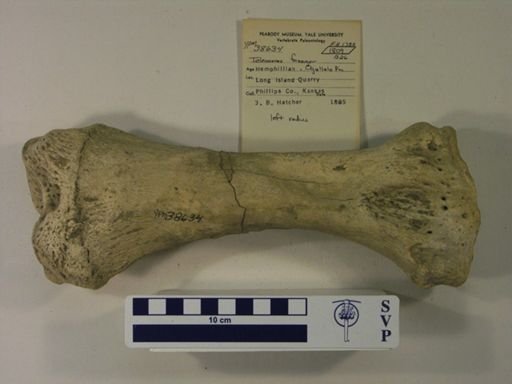 Teleoceras fossiger