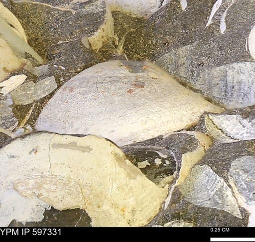 Limopsis striatopunctatus