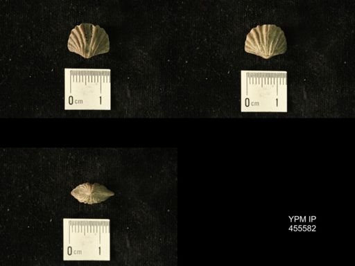Platystrophia laticosta