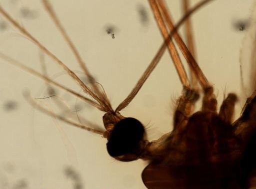 Anopheles