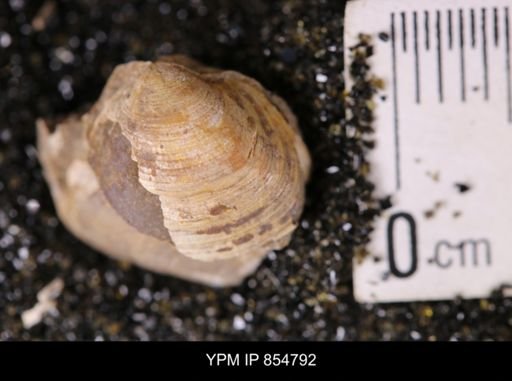 Limopsis striatopunctatus