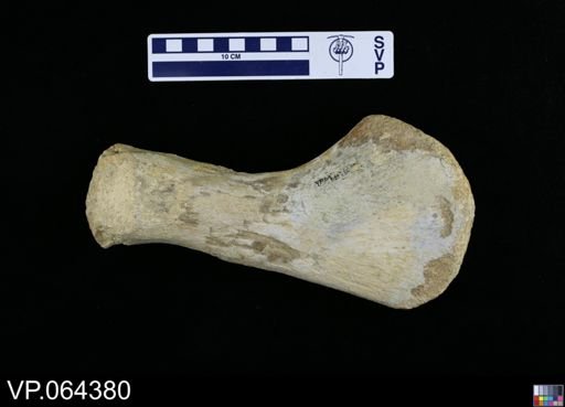 undet. Plesiosauridae