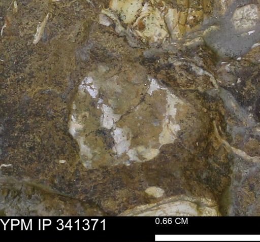 Scaphites?
