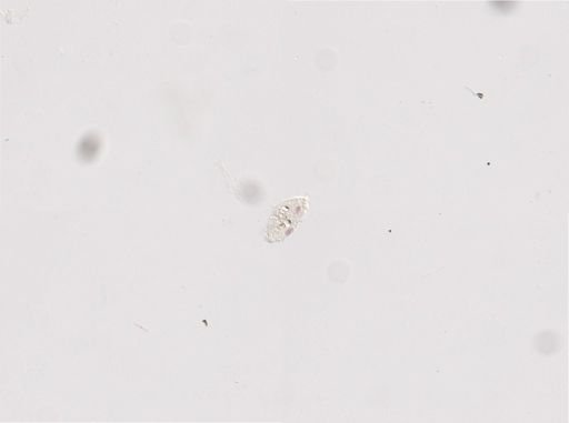Uroleptus mobilis