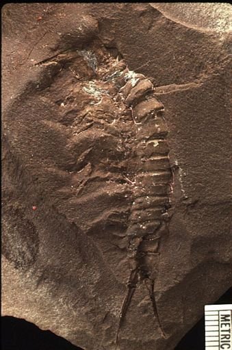 Acanthotelson stimpsoni