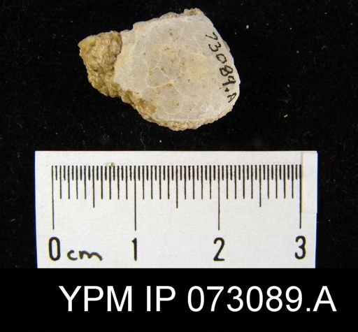 Dictyonella gibbosa