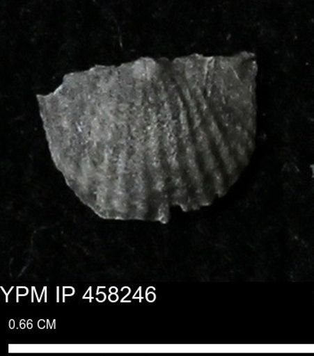 Chonetes mucronatus