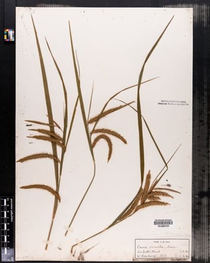 Plantae