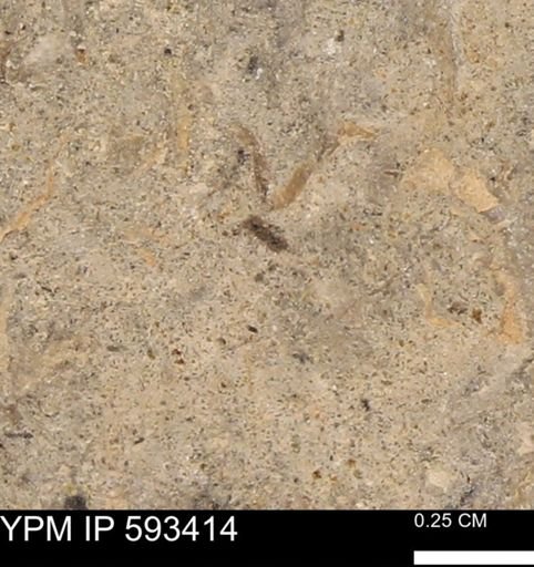taxon undetermined