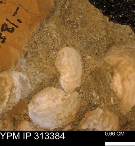 Corbicula sp.