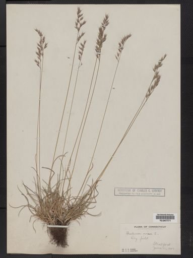 Festuca ovina