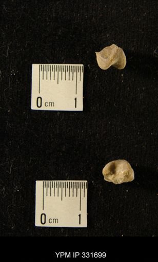 Triplecia sp.