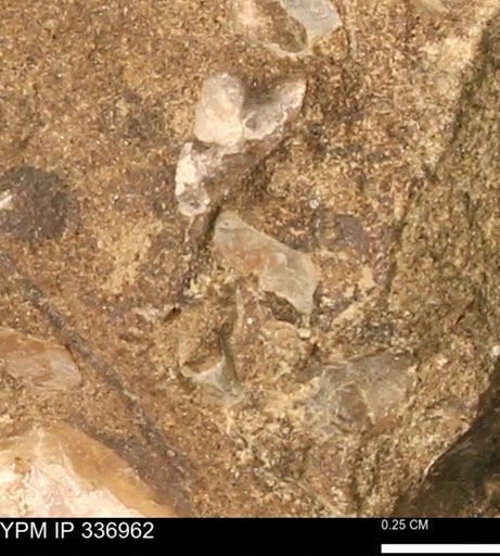 undet. Mollusca
