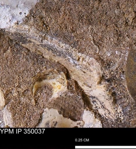 undet. Mollusca