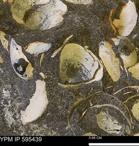 Protocardia sp.