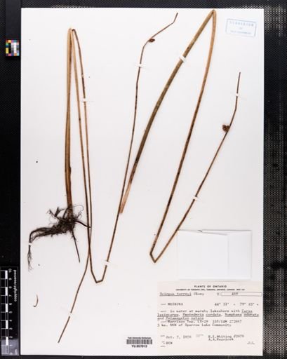Scirpus torreyi