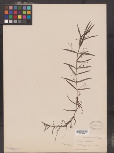 Veronica scutellata