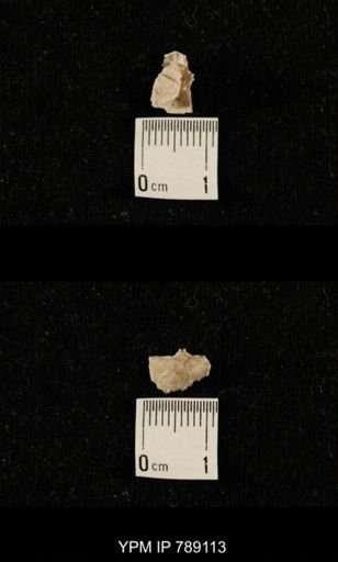 undet. Brachiopoda