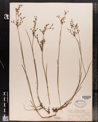 Juncus brachycephalus