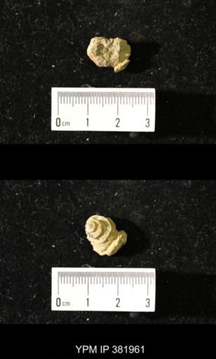 Worthenia tabulata
