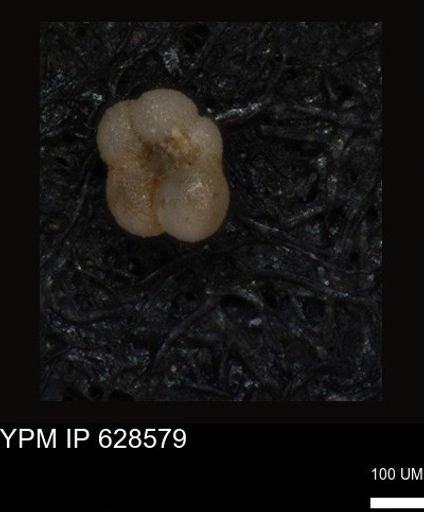 undet. Foraminiferida