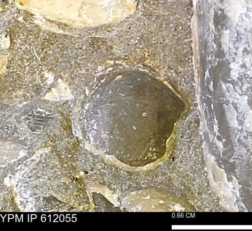 undet. Bivalvia