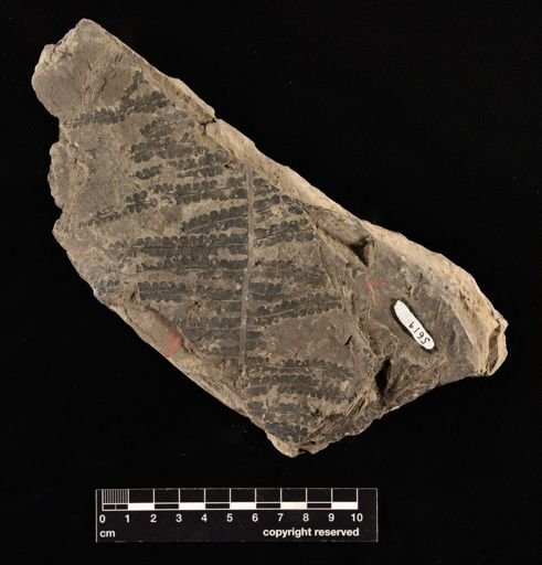 Thaumatopteris sehenkii