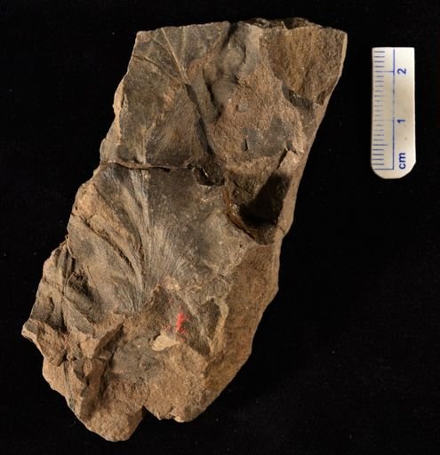 Lygodium sp.