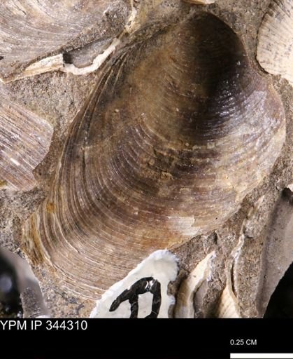 Limopsis striatopunctatus