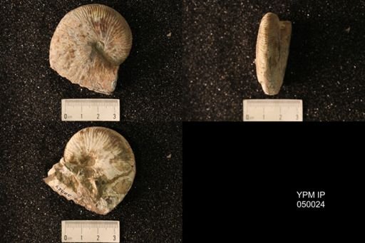 Hoploscaphites nicolletii