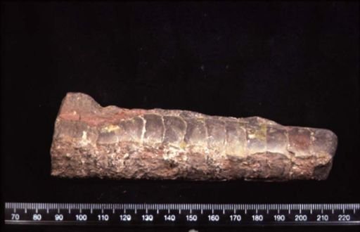 Michelinoceras?