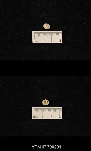Derbyia sp.