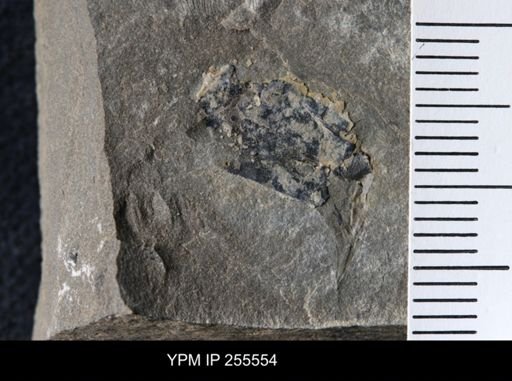 Eurypterida?