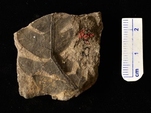 Filicopsida