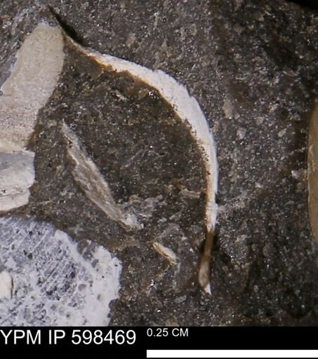 Limopsis striatopunctatus