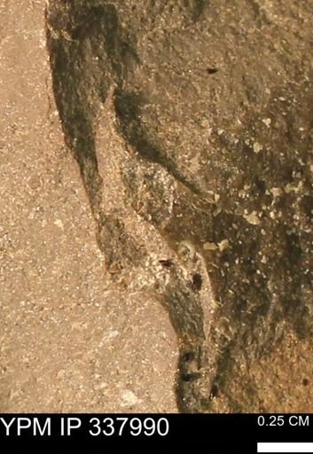 undet. Mollusca