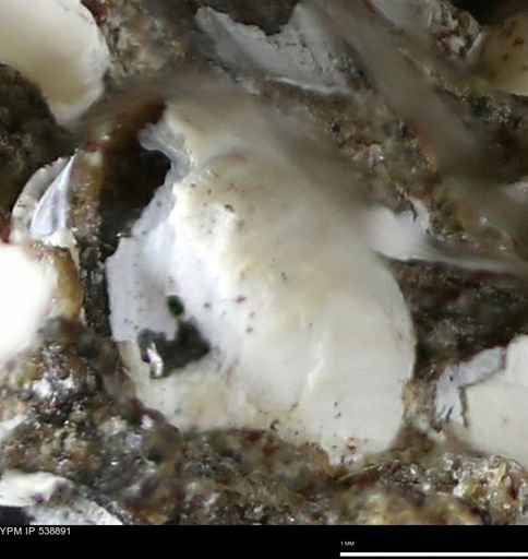 Corbulamella gregaria