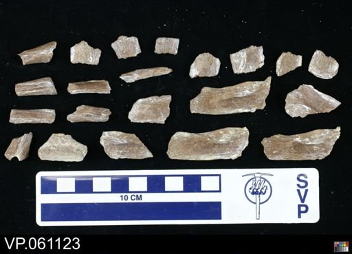 undet. Mosasauridae