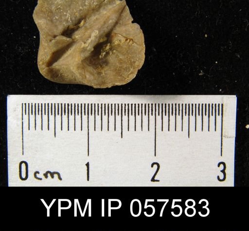 Leptaenisca adnascens