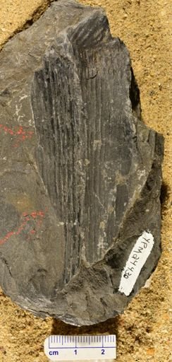 Calamites sp.