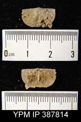 Dyoros sp.