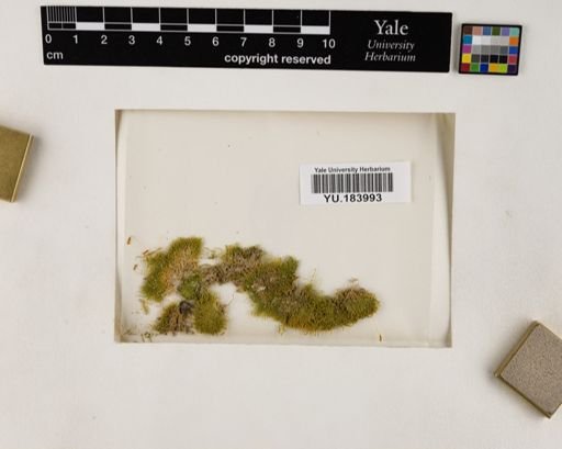 Plantae