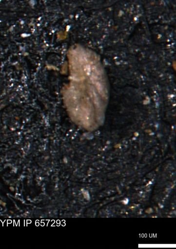 Alveolophragmium linki