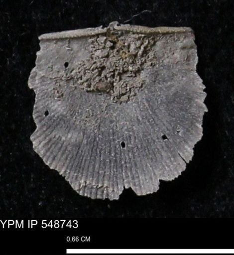 Stropheodonta perplana