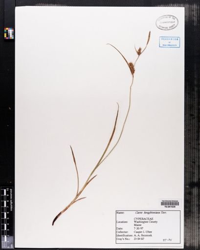 Carex houghtoniana