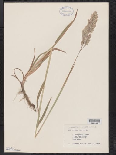 Holcus lanatus