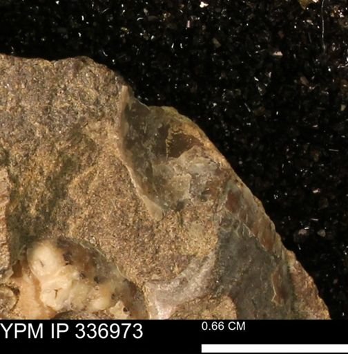 undet. Mollusca