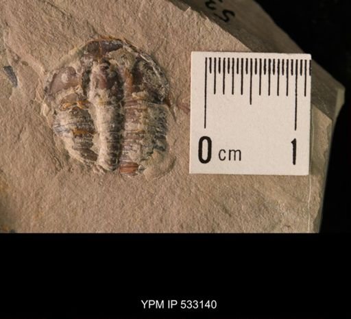 Elrathia kingi