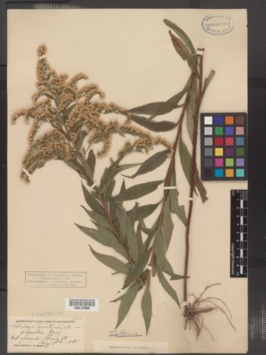 Solidago gigantea